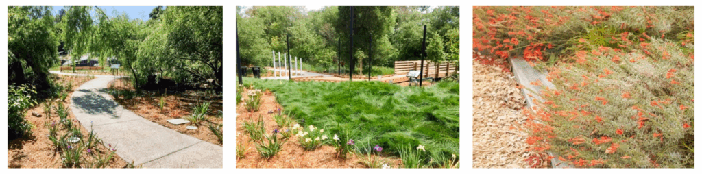 Felton Discovery Park plants